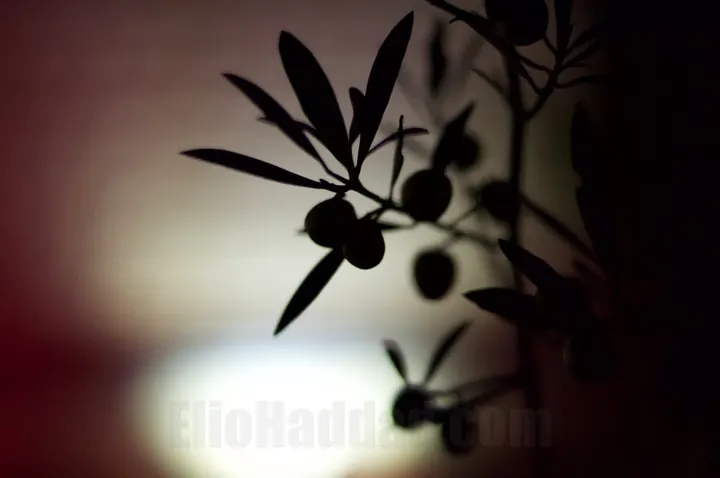 Photograph by Elio Haddad, nature — view 4