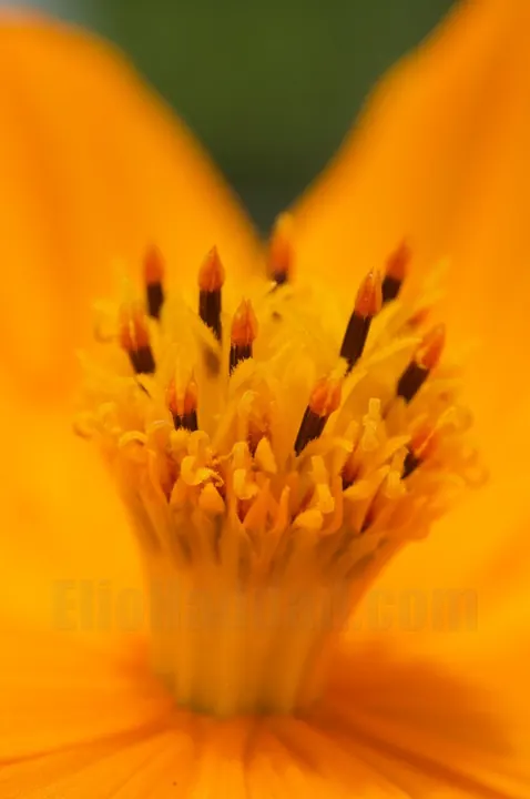 Photograph by Elio Haddad, nature — view 9