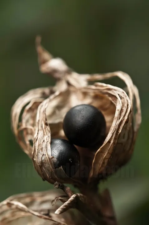 Photograph by Elio Haddad, nature — view 6